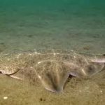 Angel shark