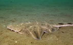 Angel shark