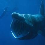 Basking Shark