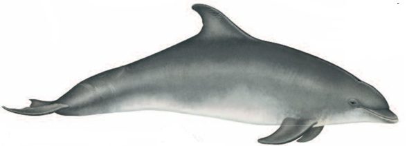 Bottlenose dolphin