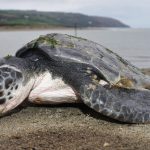 Green sea turtle