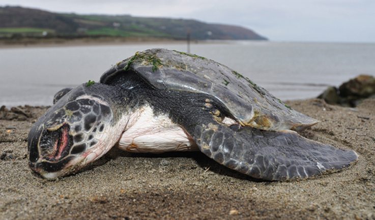 Green turtle