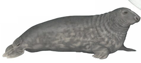 Grey-seal-male