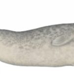 Harbour seal