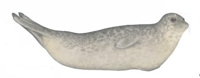 Harbour seal