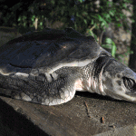 Kemp’s ridley turtle