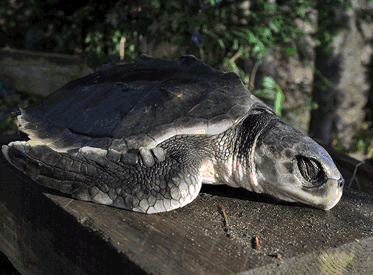 Kemp’s ridley picture
