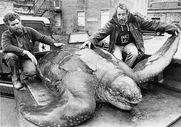Leatherback