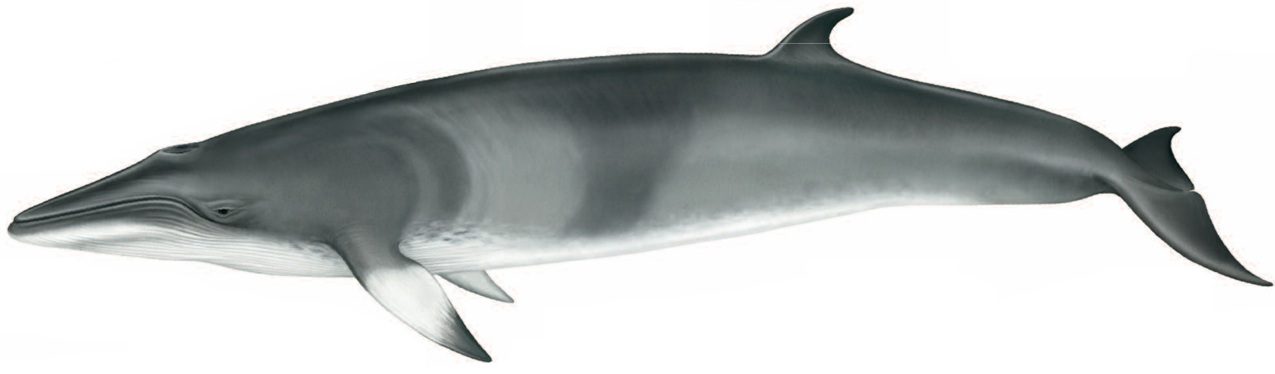 Minke whale