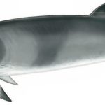 Minke Whale