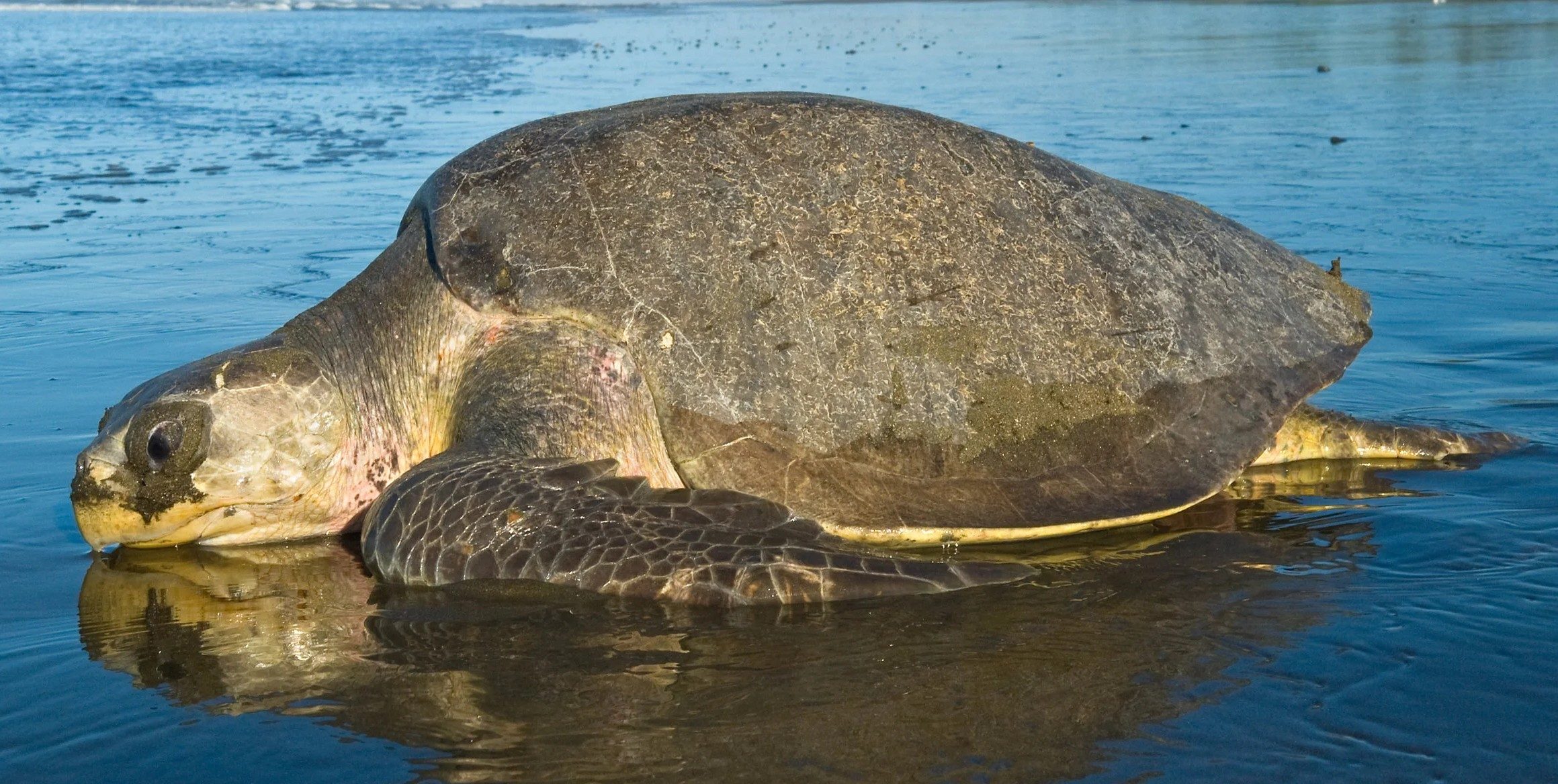 Olive ridley turtle