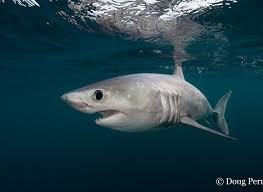 Porbeagle-shark