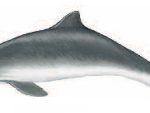 Harbour porpoise