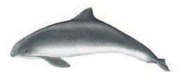 Porpoise