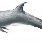 Risso’s dolphin