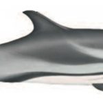 Striped dolphin