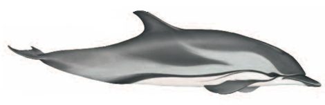 Striped dolphin