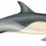 Short-beaked common dolphin