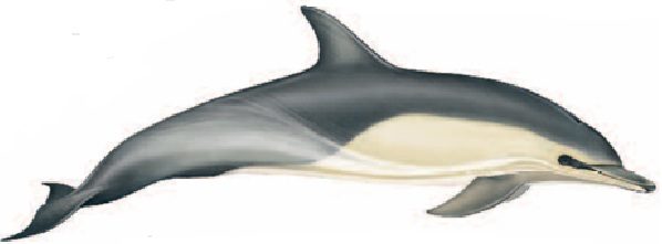 comon dolphin