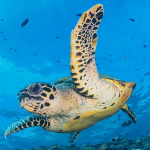 Hawksbill turtle