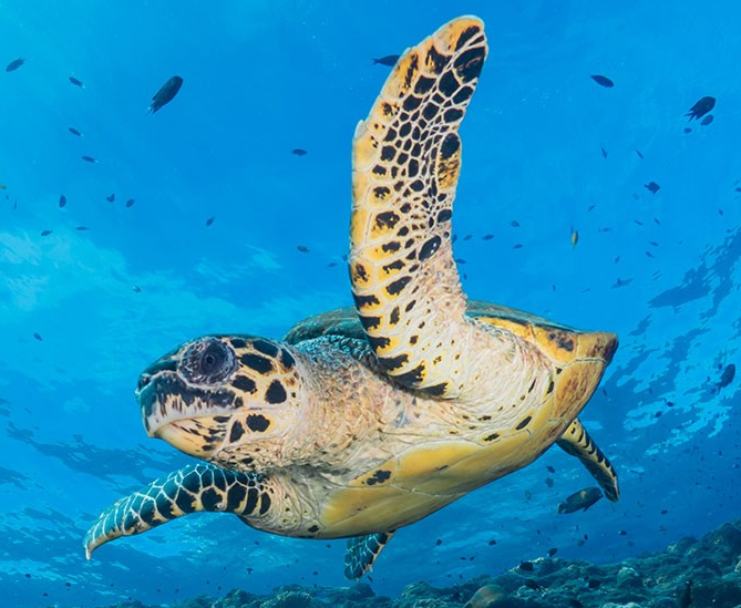 hawksbill turtle