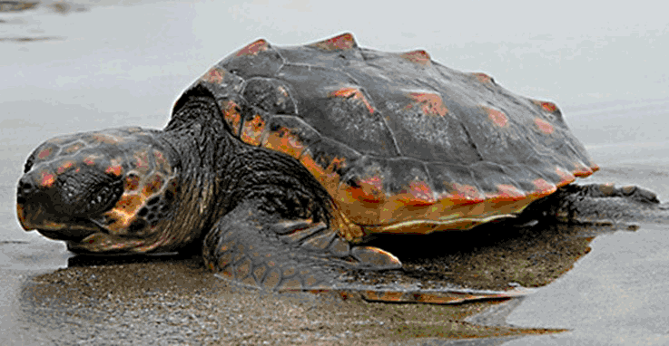 loggerhead